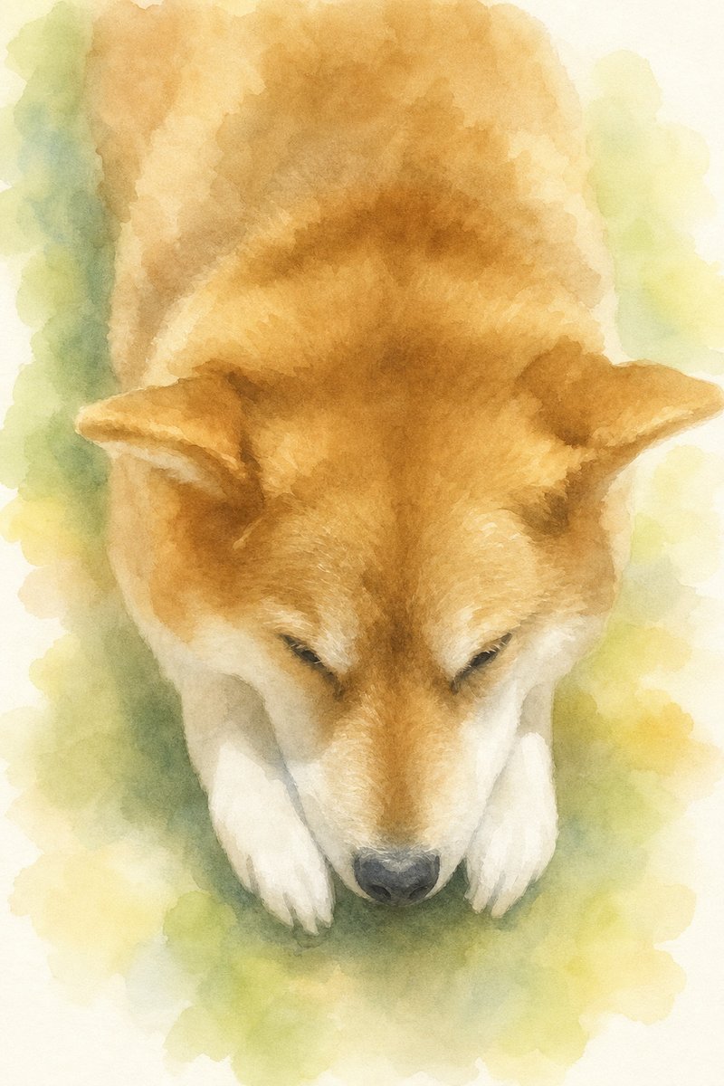 柴犬のイラスト作例