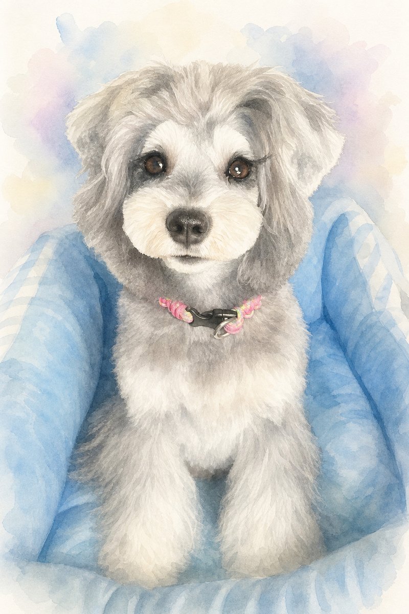 ミニチュアシュナウザーの水彩風イラスト作例7