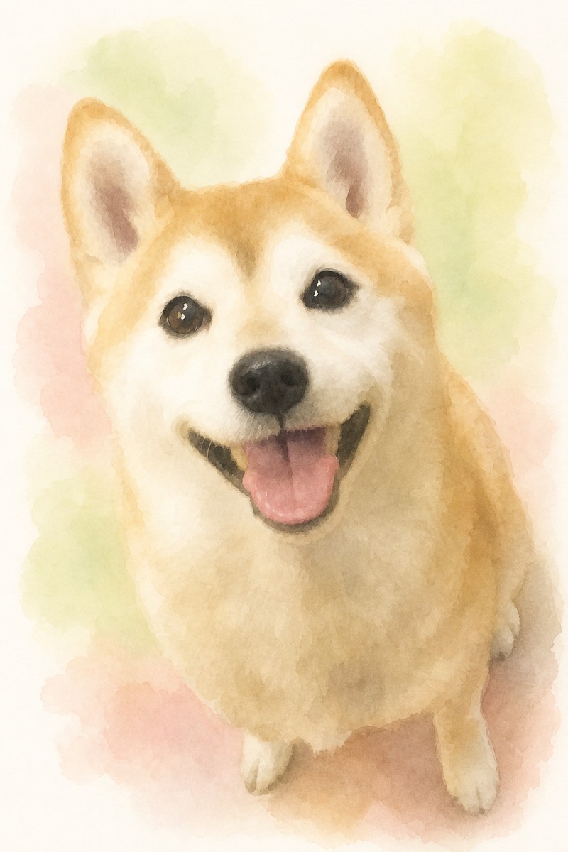 柴犬のイラスト作例